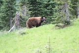 Black Bear Photo Gallery