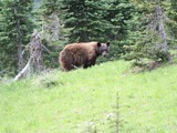 Black Bear Ursus americanus wild