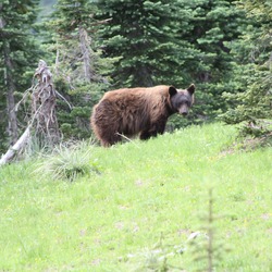 Black Bear Ursus americanus wild