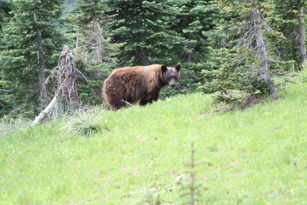 Black Bear Ursus americanus wild