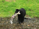 Black Bear Ursus americanus