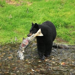 Black Bear Ursus americanus