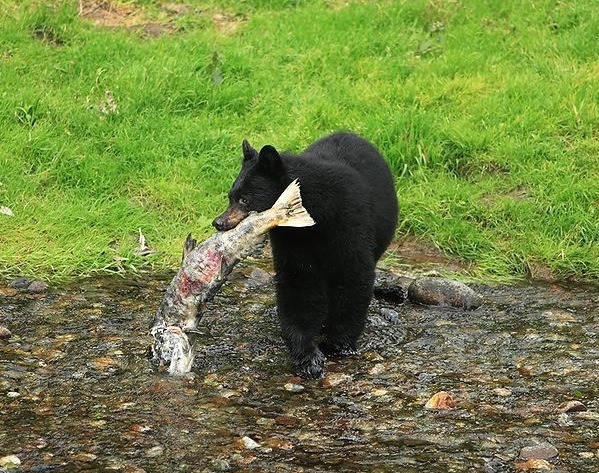 Black Bear Ursus americanus