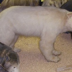 Black Bear White spirit bear