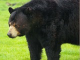 Black bears can be seen roaming around, often just a few feet from your car, at Woburn Safari Park. As well as the animals on the safari reserve, there are also sea lions, penguins, and the Australian Walkabout area, complete with wallabies and emus. (U.S. Air Force photo by Karen Abeyasekere)