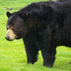 Black bears can be seen roaming around, often just a few feet from your car, at Woburn Safari Park. As well as the animals on the safari reserve, there are also sea lions, penguins, and the Australian Walkabout area, complete with wallabies and emus. (U.S. Air Force photo by Karen Abeyasekere)