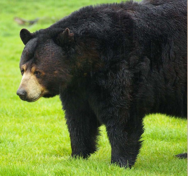 Black bears can be seen roaming around, often just a few feet from your car, at Woburn Safari Park. As well as the animals on the safari reserve, there are also sea lions, penguins, and the Australian Walkabout area, complete with wallabies and emus. (U.S. Air Force photo by Karen Abeyasekere)