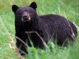 Black Bear Yellowstone Ursus americanus