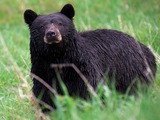 Black Bear Yellowstone Ursus americanus