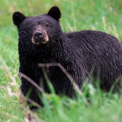 Black Bear Yellowstone Ursus americanus