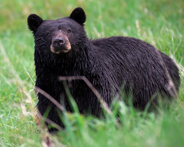 Black Bear Yellowstone Ursus americanus