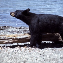 Black Bear YellowstoneUrsus americanus