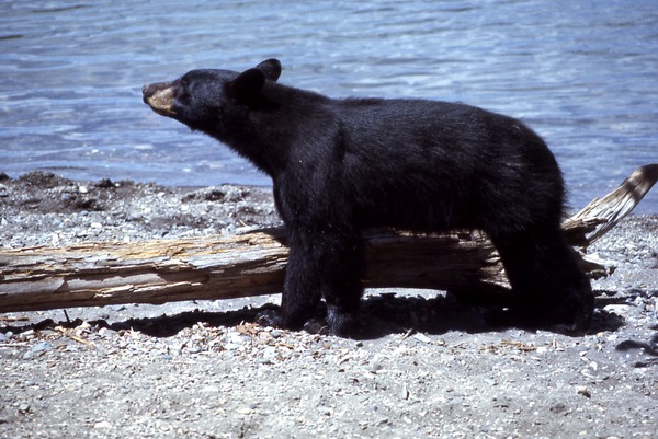 Black Bear YellowstoneUrsus americanus