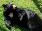 Black Bear Photo Gallery