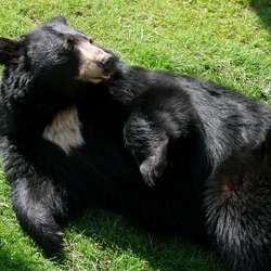 Black Bear american Ursus americanus (3)