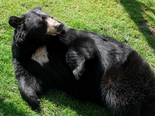 Black Bear american Ursus americanus (3)