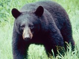 Black Bear american