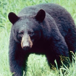 Black Bear american