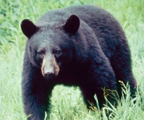 Black Bear american