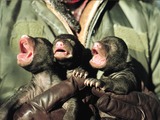 Black Bear baby cubs Ursus americanus