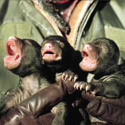Black Bear baby cubs Ursus americanus