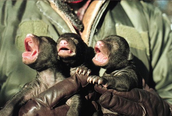 Black Bear baby cubs Ursus americanus