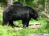 Black Bear big Ursus americanus (2)