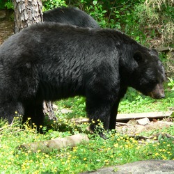 Black Bear big Ursus americanus (2)