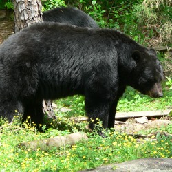 Black Bear big Ursus americanus (2)