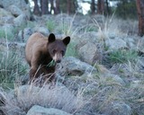 Black Bear Photo Gallery