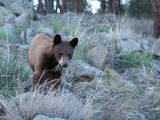 Black Bear boulder colorado cub