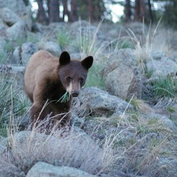 Black Bear boulder colorado cub