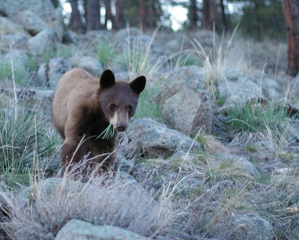 Black Bear boulder colorado cub