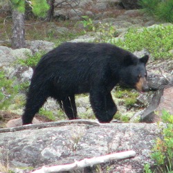 Black Bear female Ursus americanus