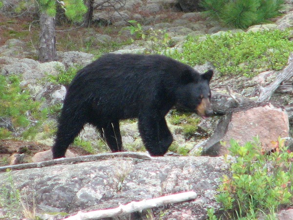 Black Bear female Ursus americanus