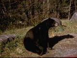 Black Bear great smoky mountains