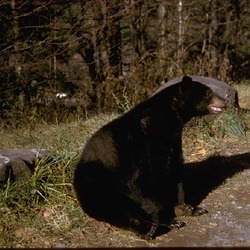 Black Bear great smoky mountains