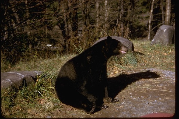 Black Bear great smoky mountains