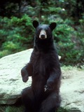 Black Bear large Ursus americanus