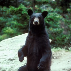 Black Bear large Ursus americanus