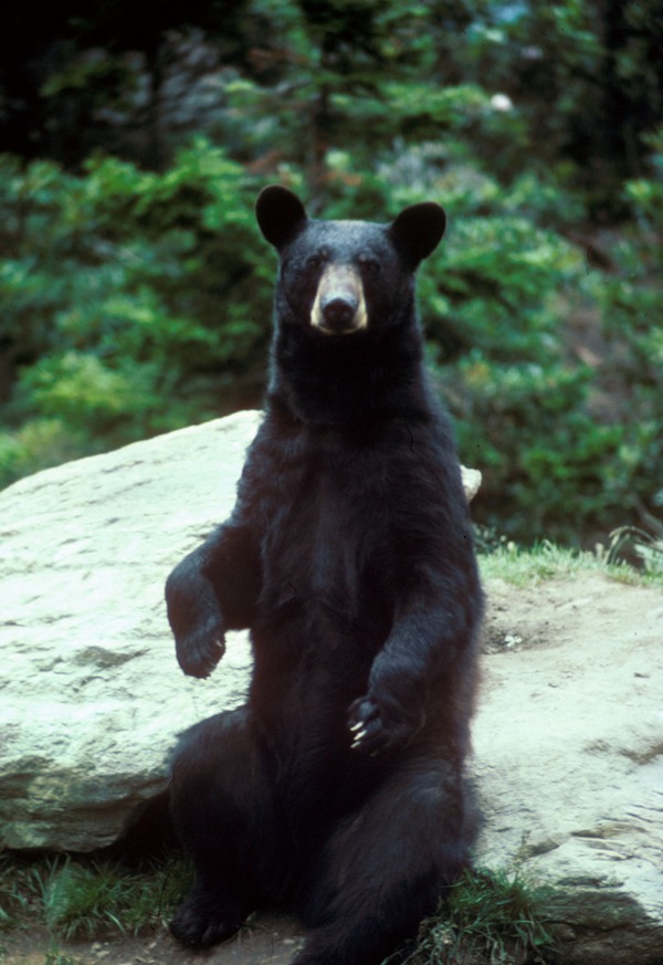 Black Bear large Ursus americanus