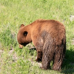 Black Bear yellowstone brown fur