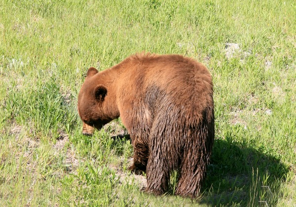 Black Bear yellowstone brown fur