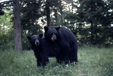 Black Bear Photo Gallery
