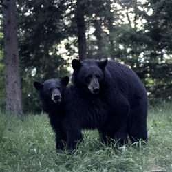 Black Bears mating Ursus americanus