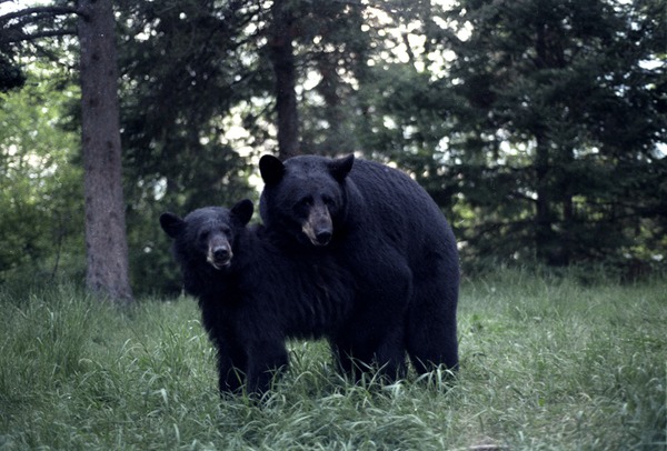 Black Bears mating Ursus americanus