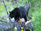 Black Bear Photo Gallery