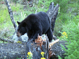 Ursus americanus Black Bear