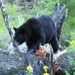 Ursus americanus Black Bear