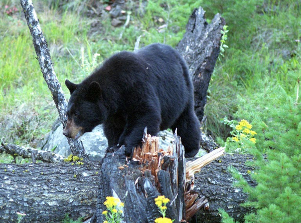 Ursus americanus Black Bear